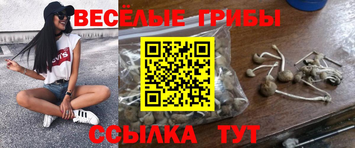 Галлюциногенные грибы Psilocybe Королёв
